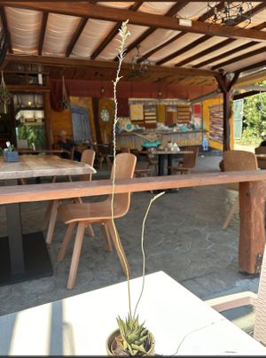  at Gran Aladino in Corfu