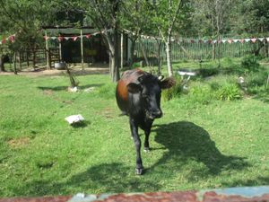 The mascot of the restaurant. :) at Govinda - Midrand in Johannesburg