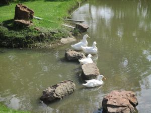 Ducks bathing at the sun at Govinda - Midrand in Johannesburg