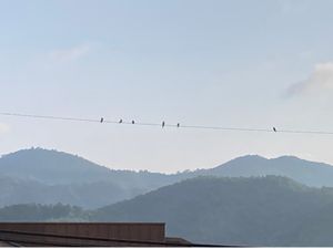 Birds resting above the layered mountains of Arashiyama. at Ermine's Kitchen in Kyoto
