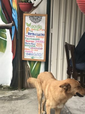 Outside with passing dog at El Punto Veggie in Salento