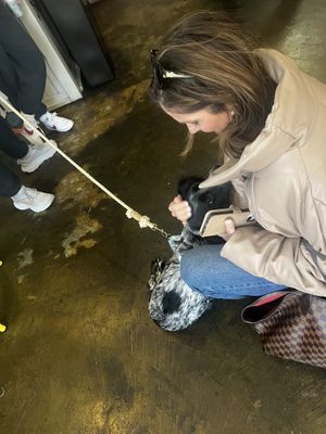 Super dog friendly #Veganuary at Brown Dog Deli in Charleston