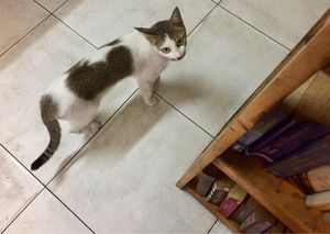 Kitty at Bookworm's Coffee in Ho Chi Minh City