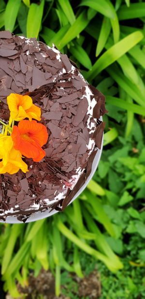Black Forest Cake {vegan} at The Herb Centre Cafe in Christchurch
