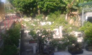 Plants at Ching Chung Koon 青松觀 in New Territories