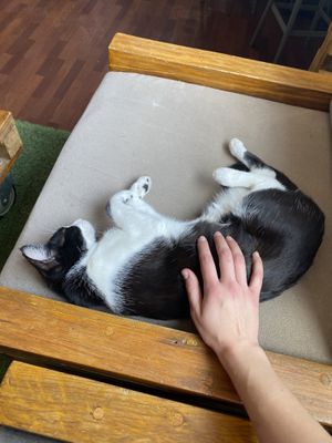   at Vegattos in Mexico City