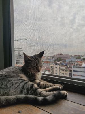  at Vegattos in Mexico City