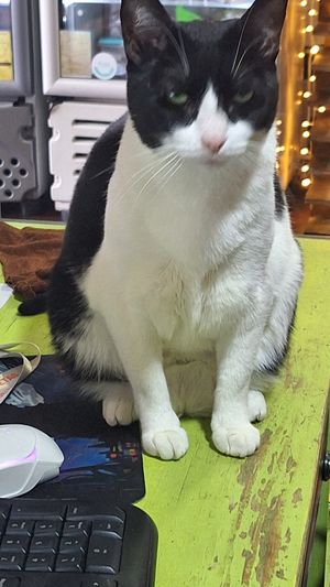  at Vegattos in Mexico City