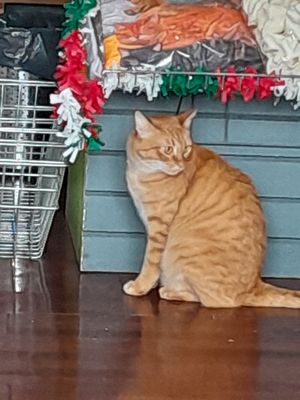 Ambar at Vegattos in Mexico City