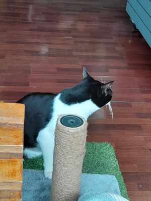 Otro gatito at Vegattos in Mexico City