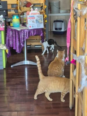  at Vegattos in Mexico City