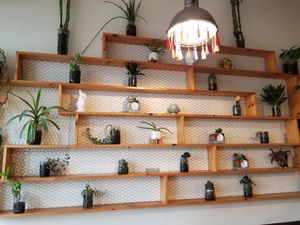 Both walls lined with plants. at Juice and Java in Miami Beach