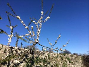 Apple blossoms in the Orchard. at Mourne Manor Organics in Newcastle
