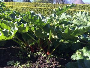 Organic Rhubarb growing away in the Orchard. at Mourne Manor Organics in Newcastle
