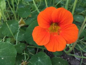 Our own home grown Organic Nasturtiums that we use in our famous Salad bags. at Mourne Manor Organics in Newcastle
