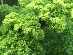 Organic parsley Grown Across the road in the Orchard , ready just in time for Christmas.
 at Mourne Manor Organics in Newcastle