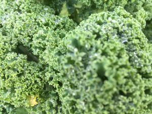 Organic Kale grown in the Orchard available all year round. at Mourne Manor Organics in Newcastle