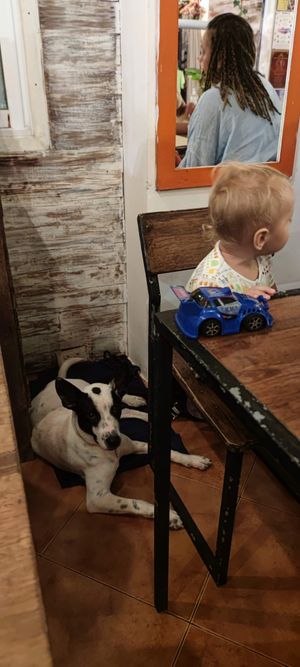 Dog and baby at Eat.Co in Koh Phangan
