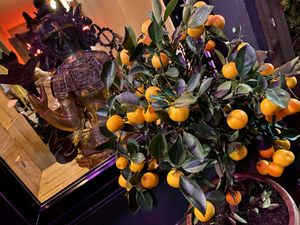 outside at Cat Tuong in Berlin