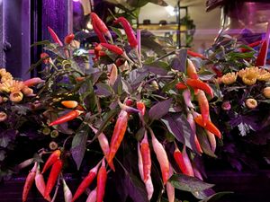 outside at Cat Tuong in Berlin