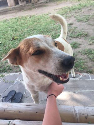 ";Berta"; sweet little dog who is one of many who live on the land surrounding Coco Beach at Coco Beach in 