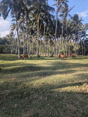 Drive past cows on the way in at Coco Beach in 