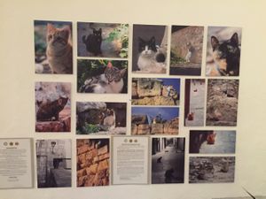 animal charities  at El Vergel Veggie Restaurant in Tarragona