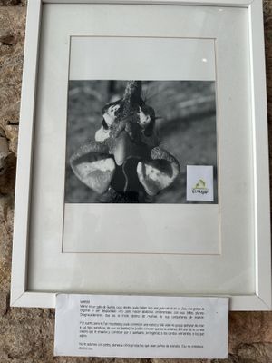 Adorable chicken  at El Vergel Veggie Restaurant in Tarragona