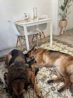 Big restaurant   at El Vergel Veggie Restaurant in Tarragona