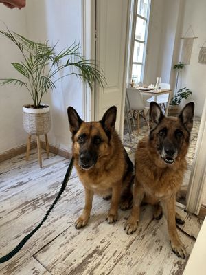 Pet friendly !  at El Vergel Veggie Restaurant in Tarragona