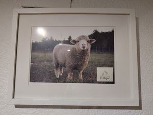 Picture from El Hogar Animal Sanctuary at El Vergel Veggie Restaurant in Tarragona