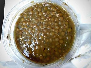 rosemary lentil soup at Ladles in Charleston