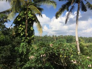 view at Elephant Cafe in Ubud