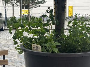   at Front Food in Linz