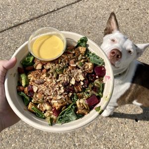 One of the power greens and quinoa bowls with added tempeh - YUM!! 🐶 (I ate this, my pup did not 😆)  at Veggie Grill by Next Level in Pasadena