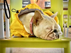 Cutest employee #Veganuary at Co.ConAmor in Tulum