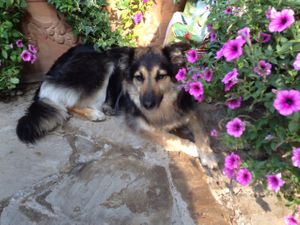 A Furry Guest at B&B VeganLa Rocca in Sarnico