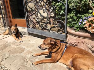 Furry Guests at B&B VeganLa Rocca in Sarnico