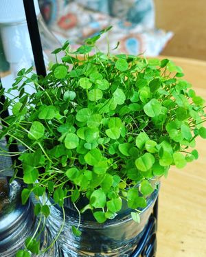 Its St Pattys day and every table had clover!  So cute!  at Jungle Cafe in Brooklyn