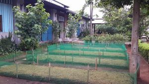 organic vegetable plot at SuratThani Vegetarian in Surat Thani