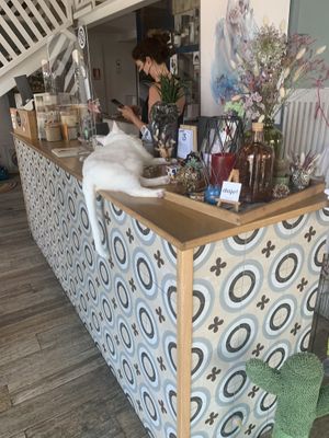 The cats were adorable of course at Romeow Cat Bistrot in Rome