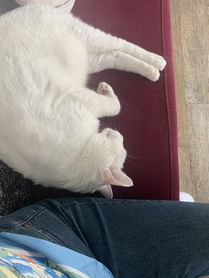 Maus decided to take a nap next to me  at Romeow Cat Bistrot in Rome