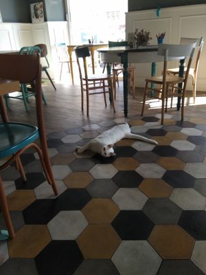 So adorable at Romeow Cat Bistrot in Rome