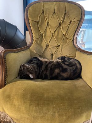 Cat at Romeow Cat Bistrot in Rome