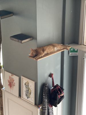 Sleepy cat at Romeow Cat Bistrot in Rome