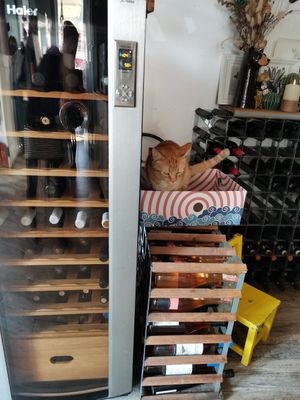  at Romeow Cat Bistrot in Rome