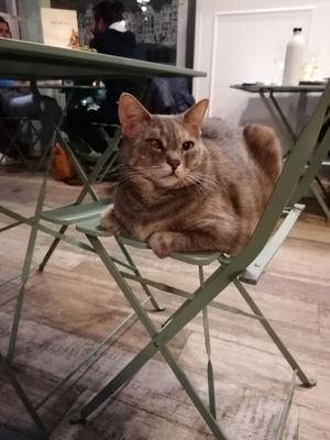  at Romeow Cat Bistrot in Rome