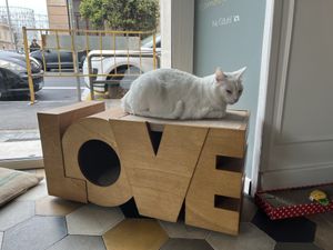   at Romeow Cat Bistrot in Rome