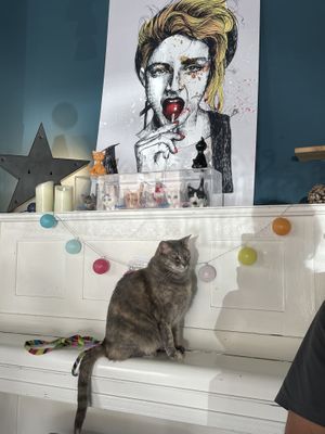   at Romeow Cat Bistrot in Rome