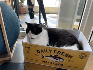   at Romeow Cat Bistrot in Rome